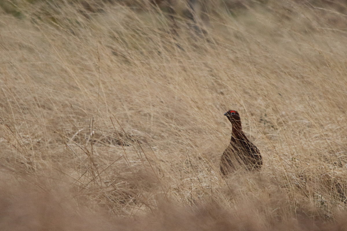 Back to 22 March – an earlier walk on Baildon Moor