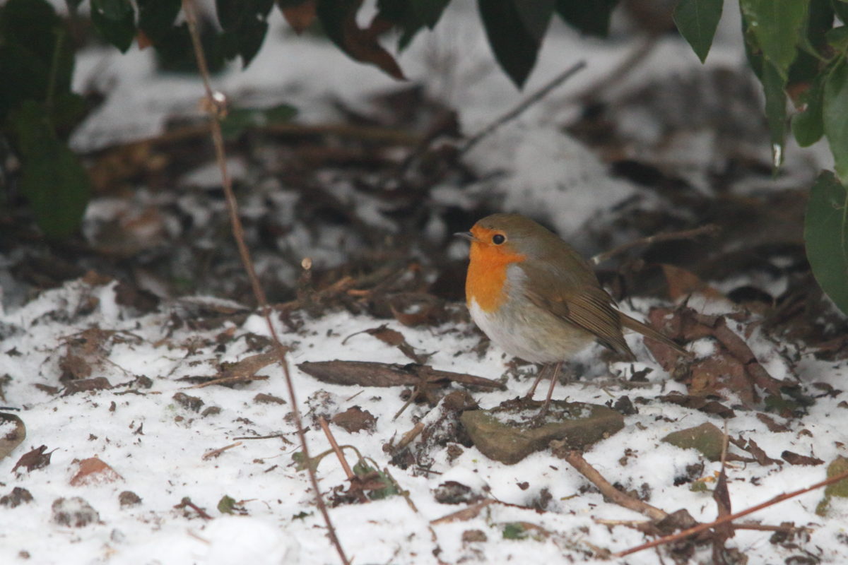 Snow in our garden