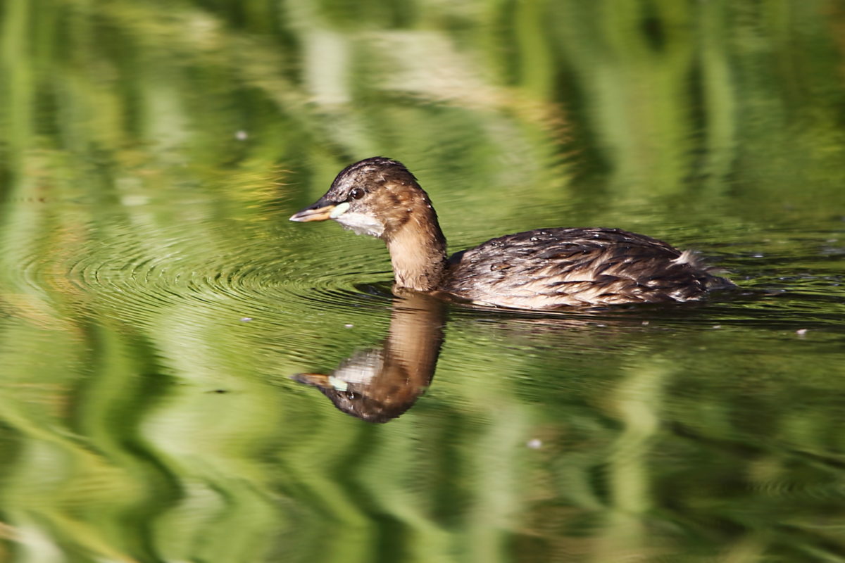 Little Grebe, Tong Park