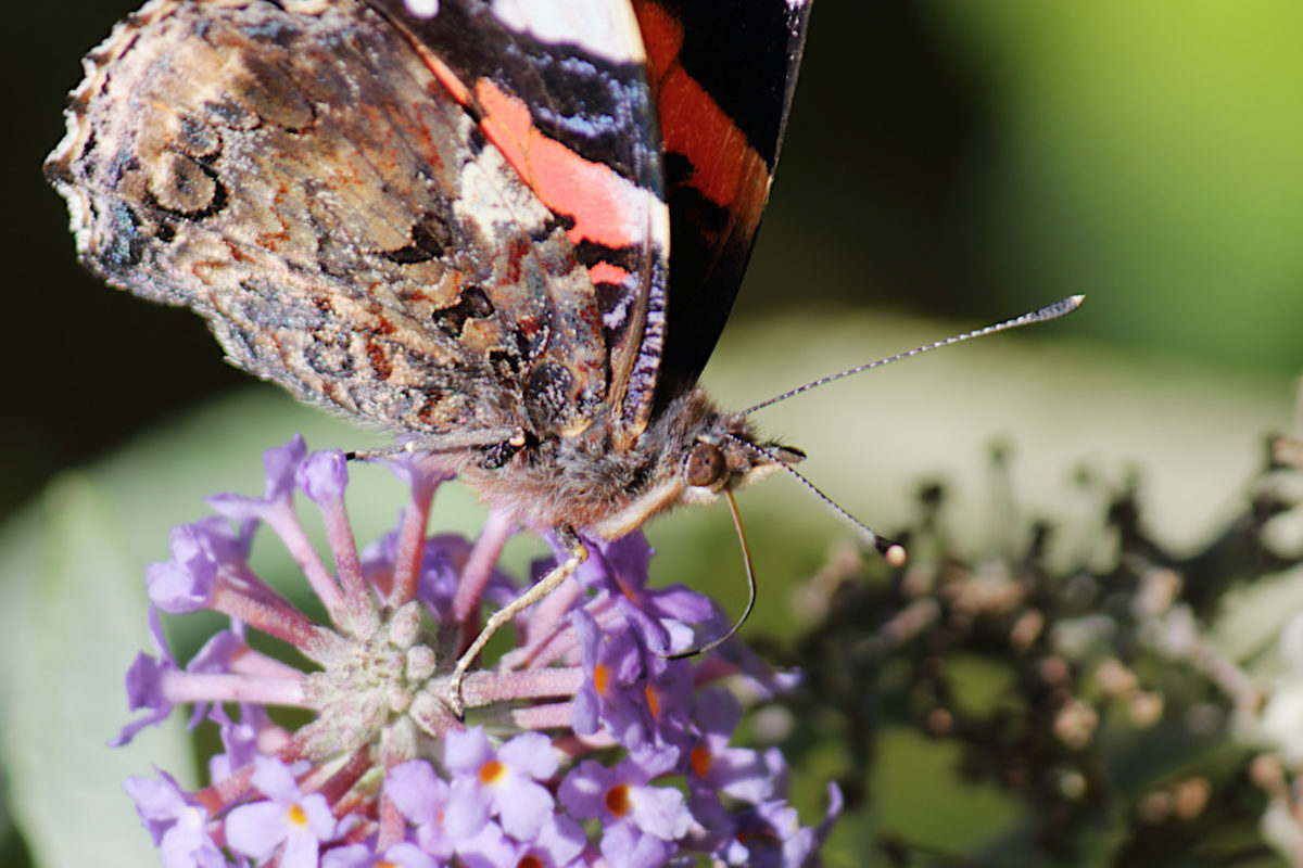 Red Admiral