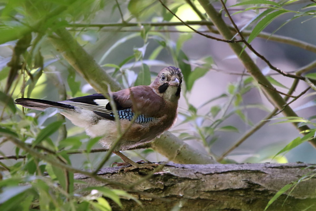 Jay