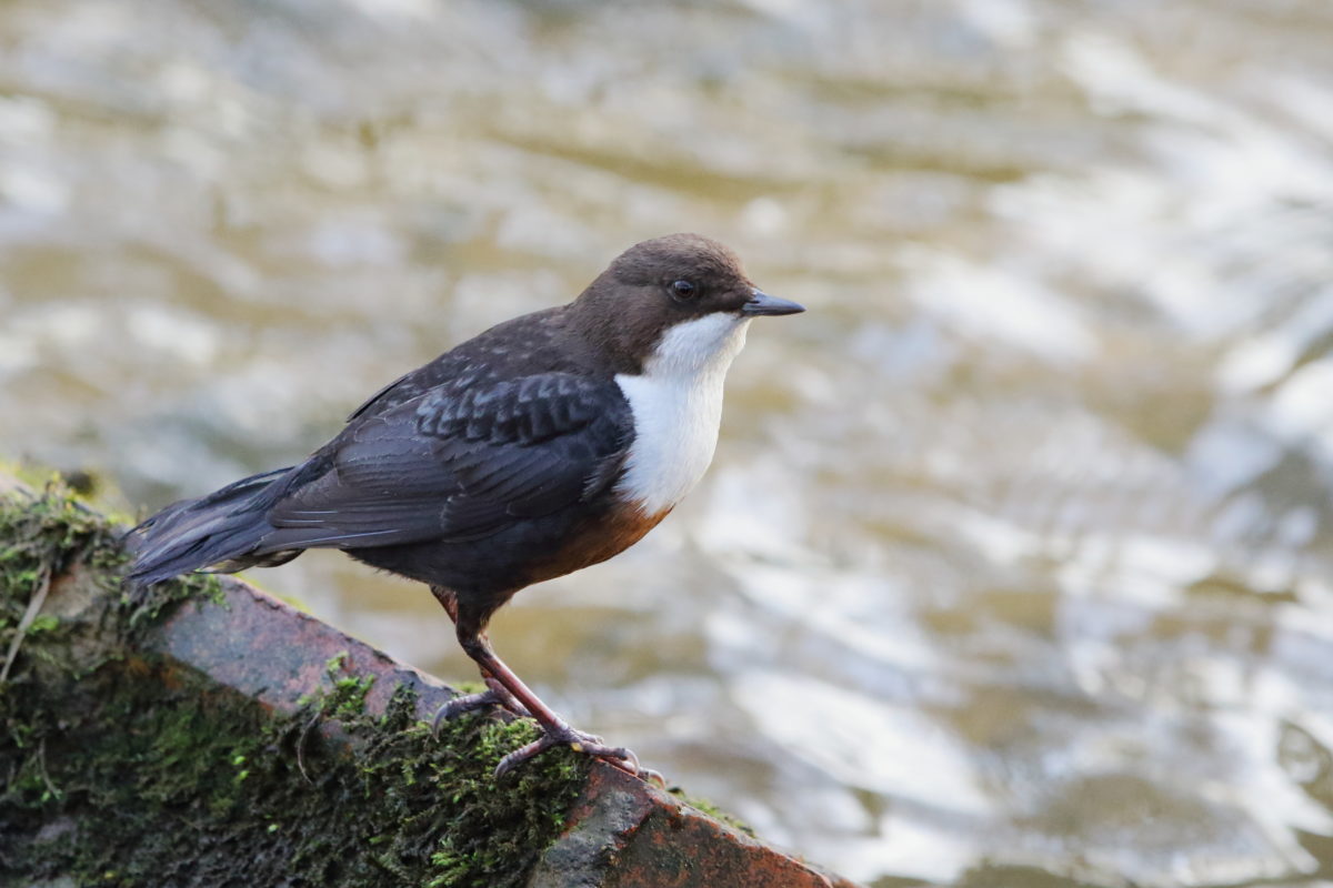 Common Dipper