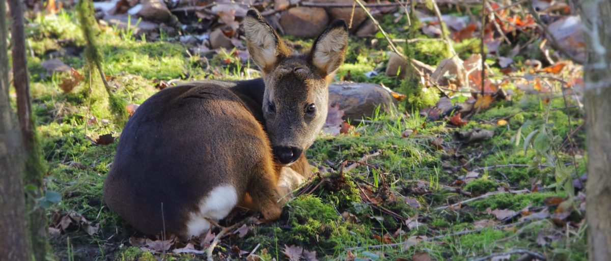 Resting young Roe Deer buck