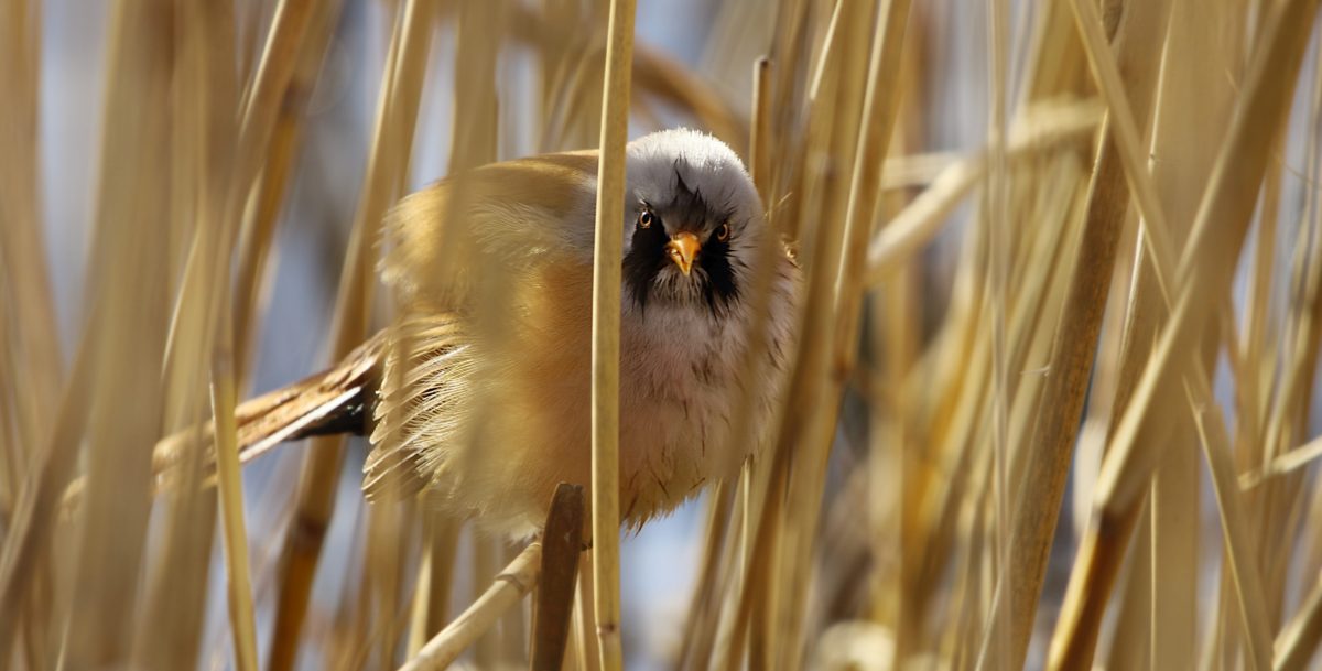 Bearded Tit