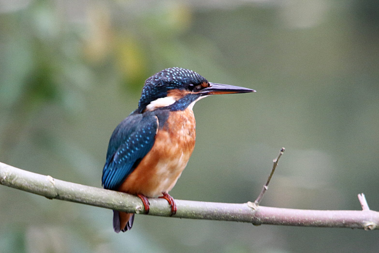 Concentrating on “Wow!” gives me a blurry Kingfisher?