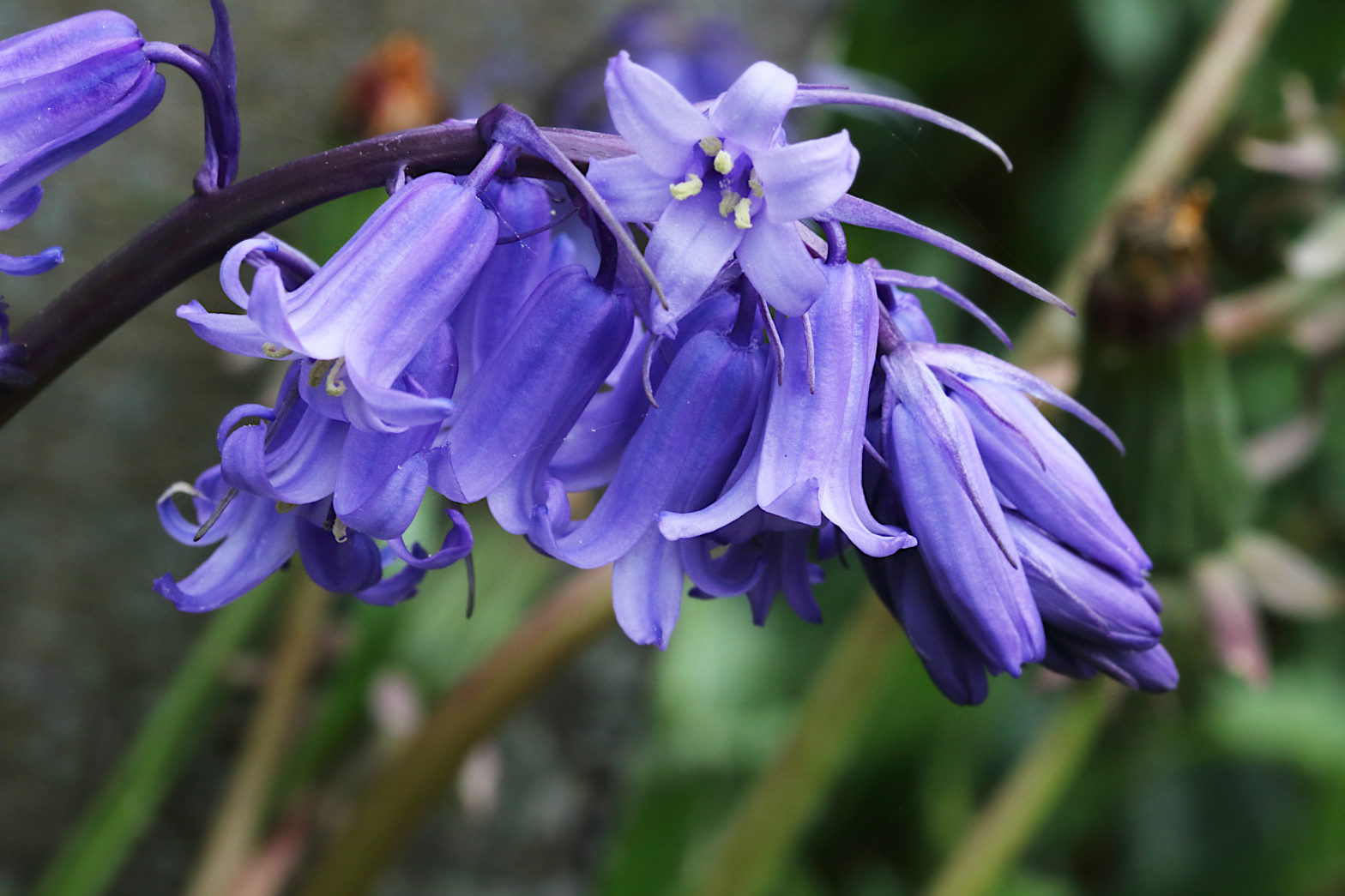 Close-up in the graveyard