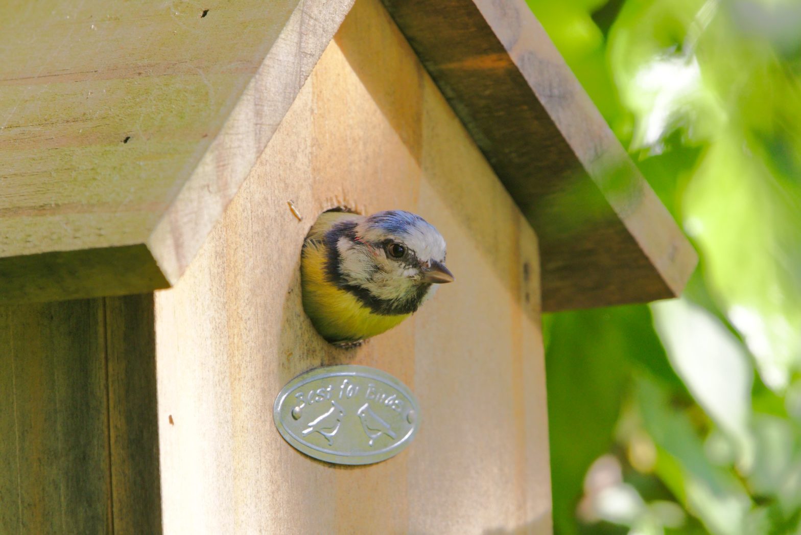 Best for Birds and a Holly Blue