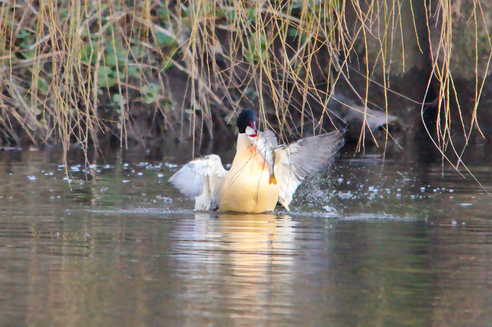 Goosander