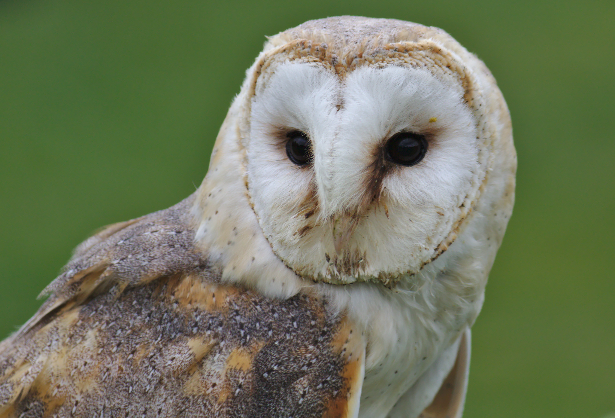 Barn Owl