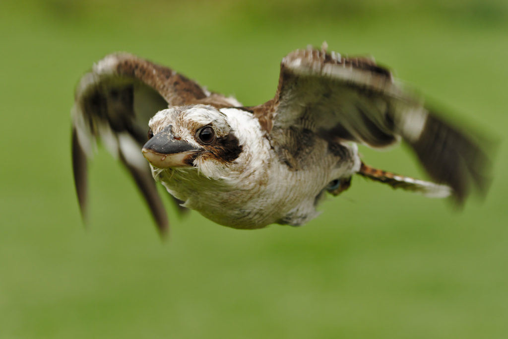 Kookaburra