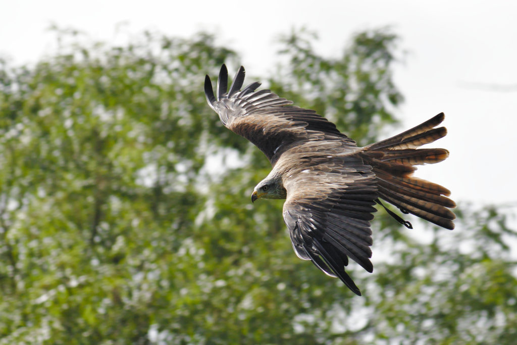 Kite