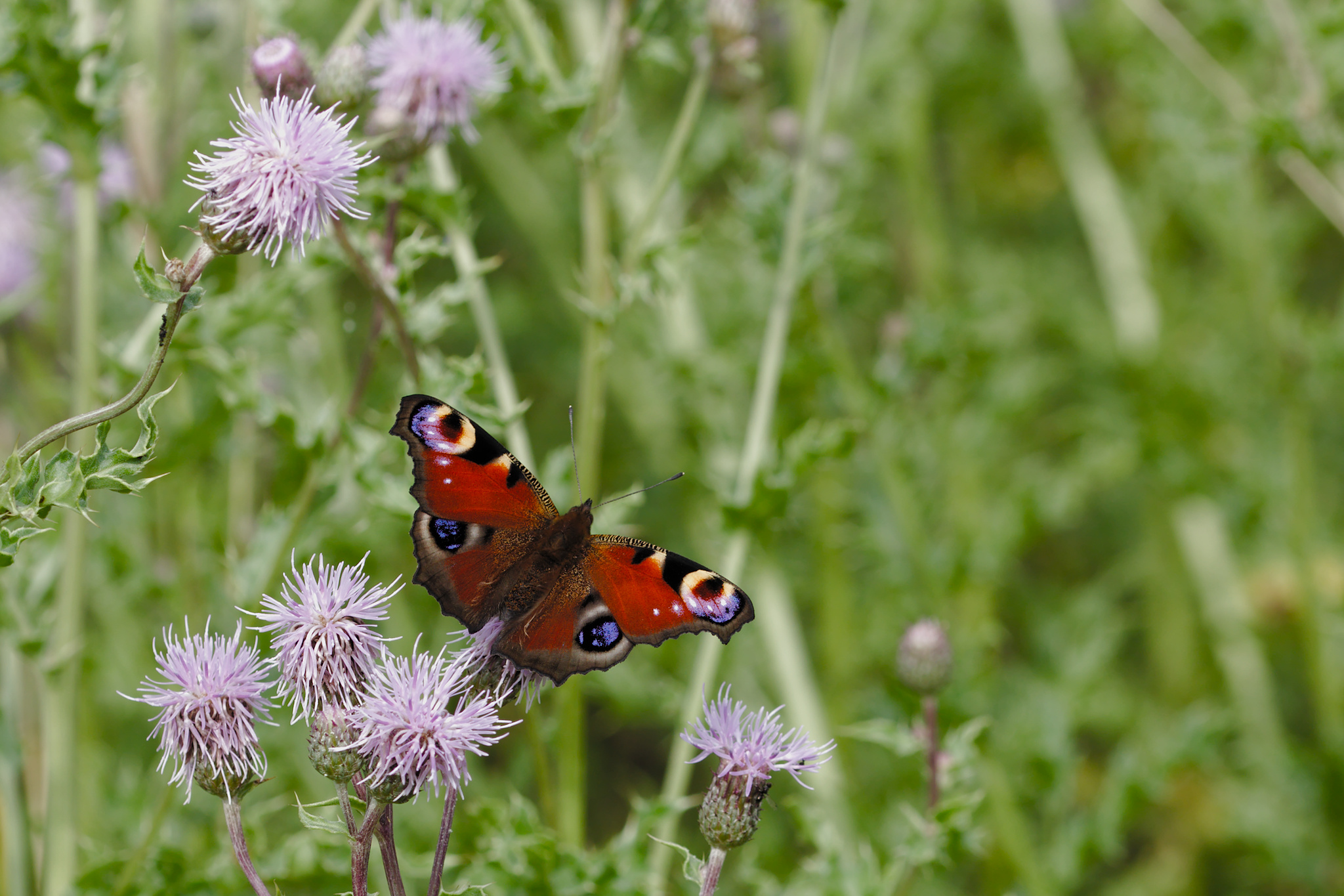 Peacock butterfly