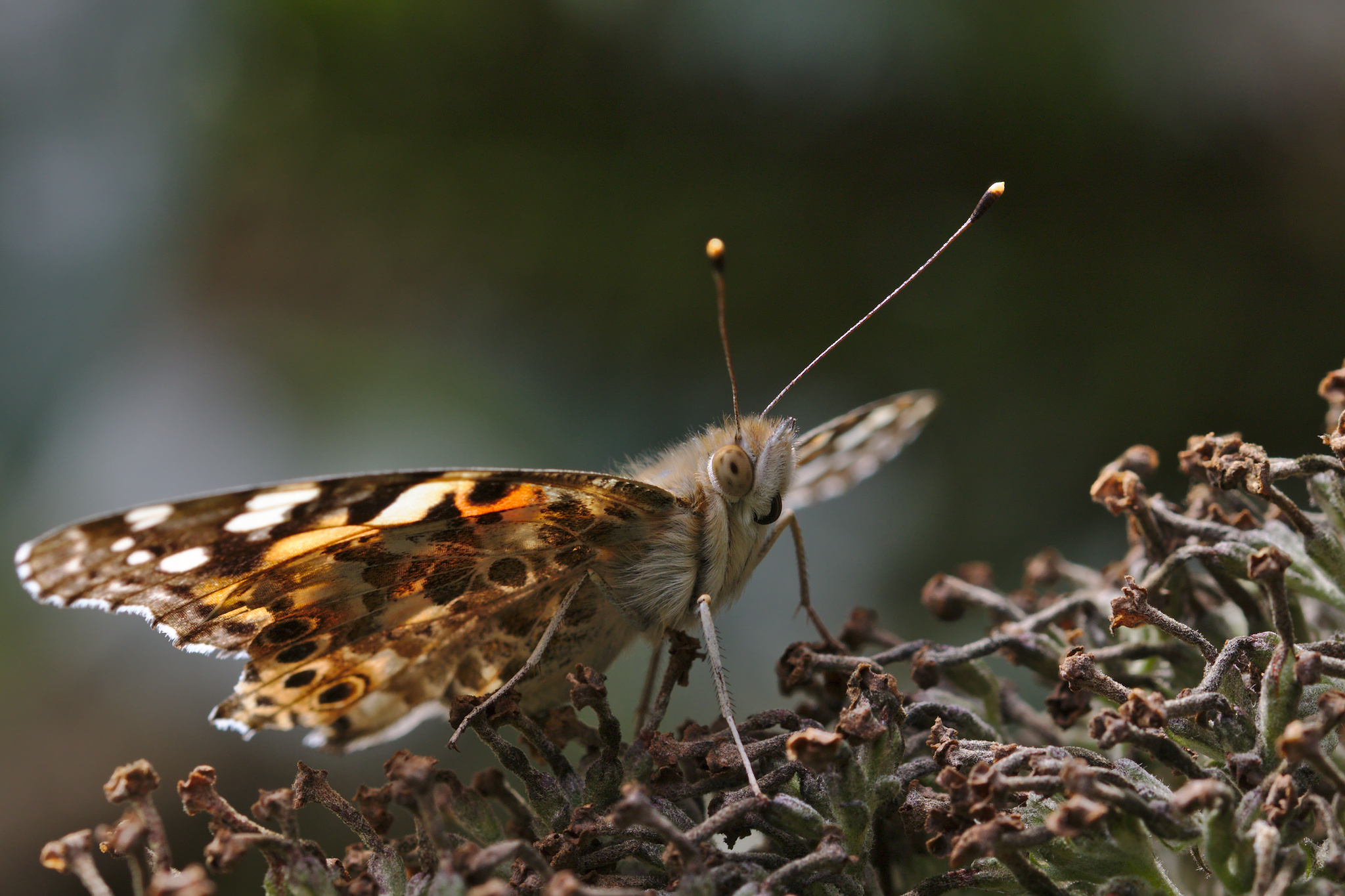 Painted Lady