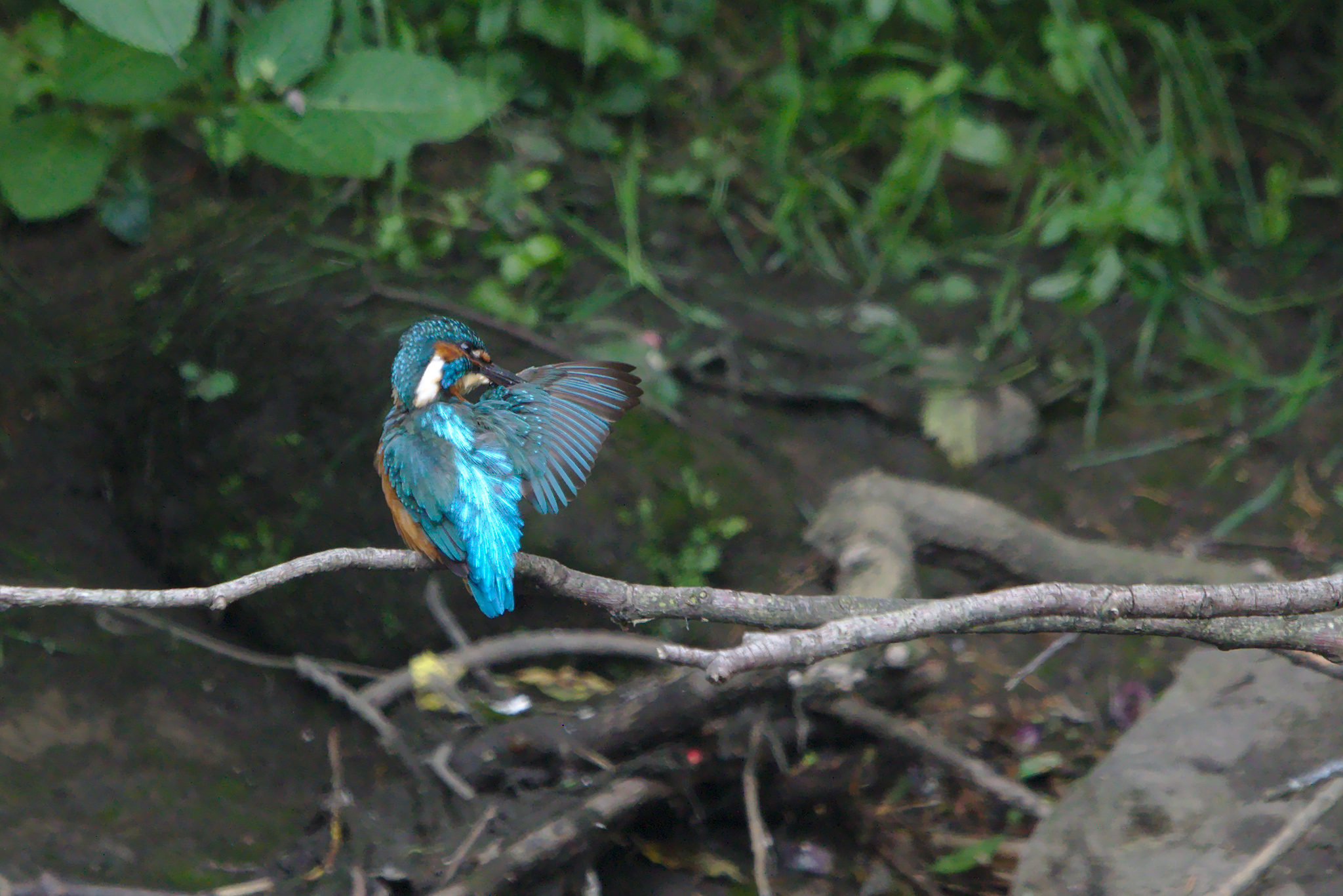 Kingfisher