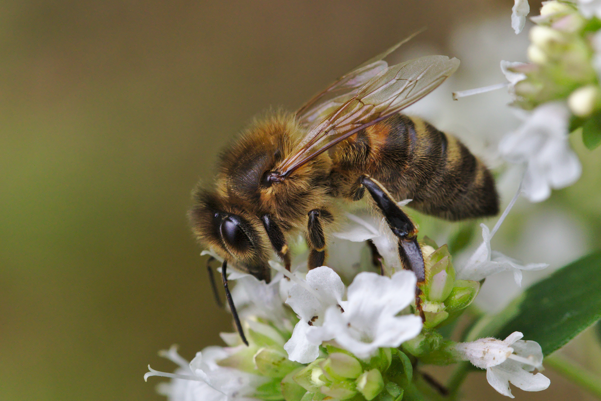Bee