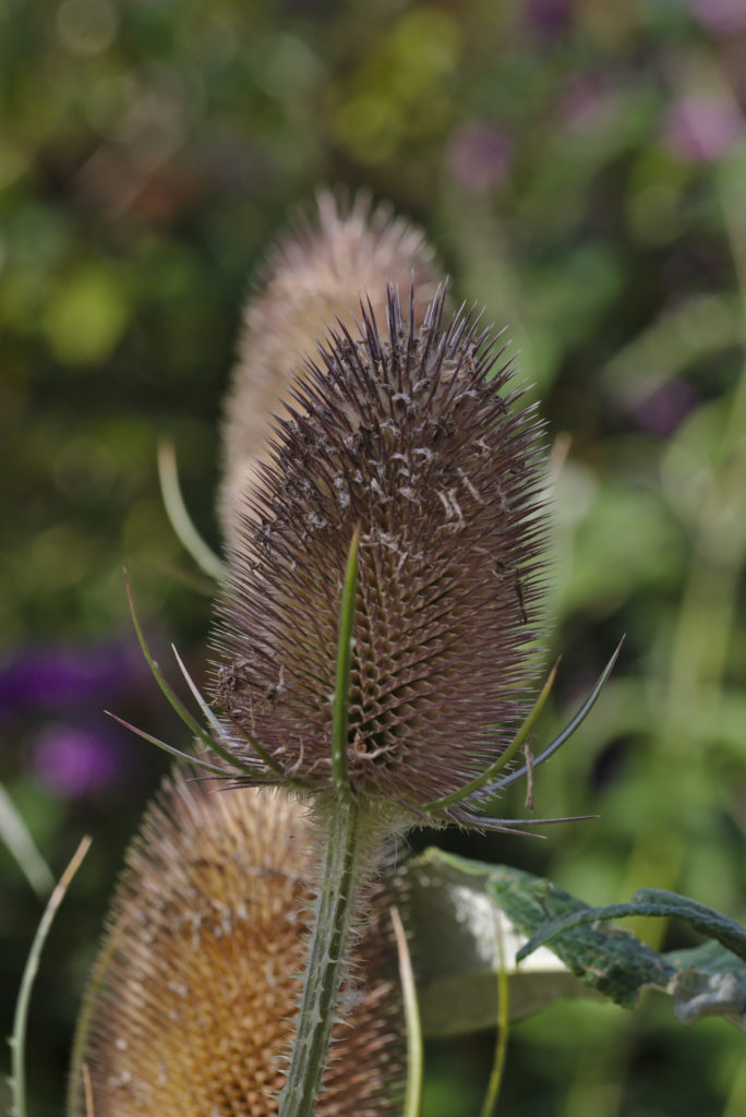 Teasel