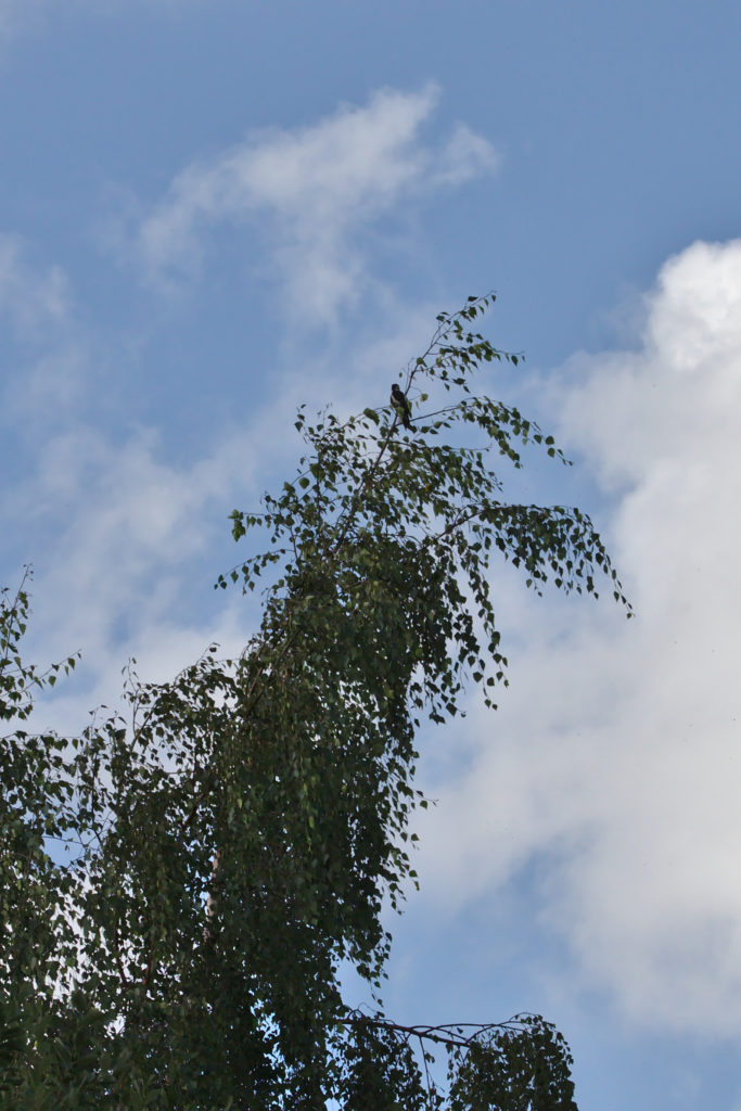 Great Spotted Woodpecker