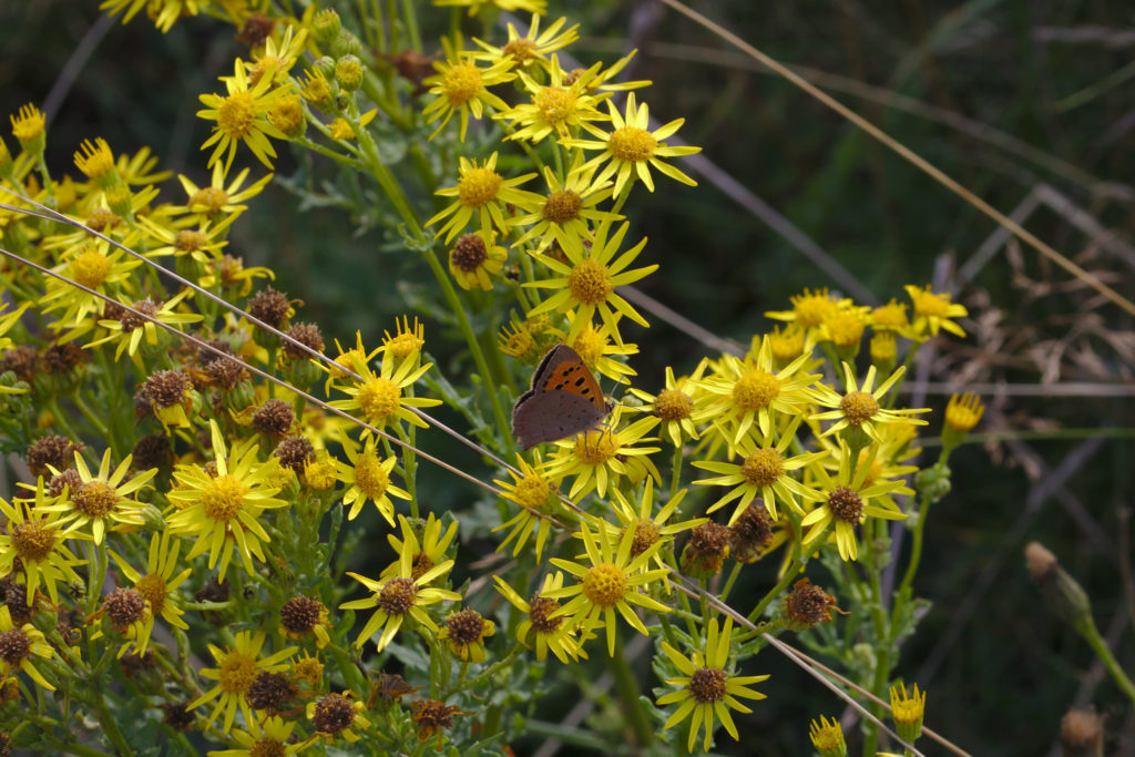 Small Copper