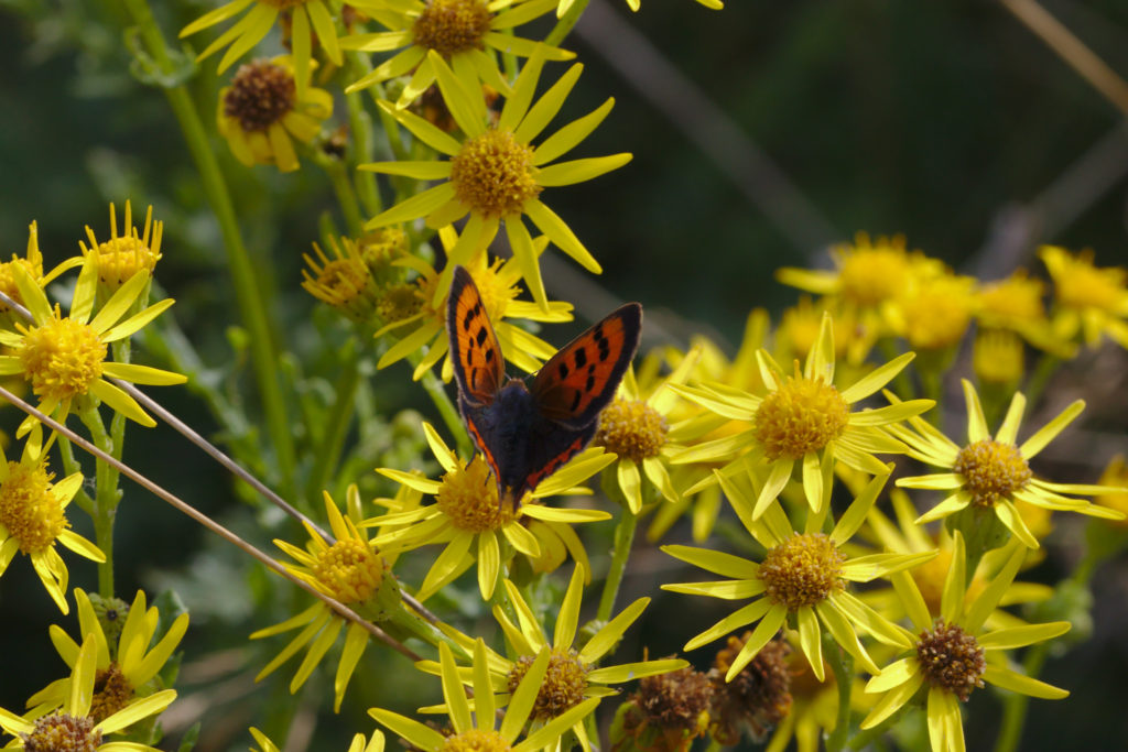 Small Copper
