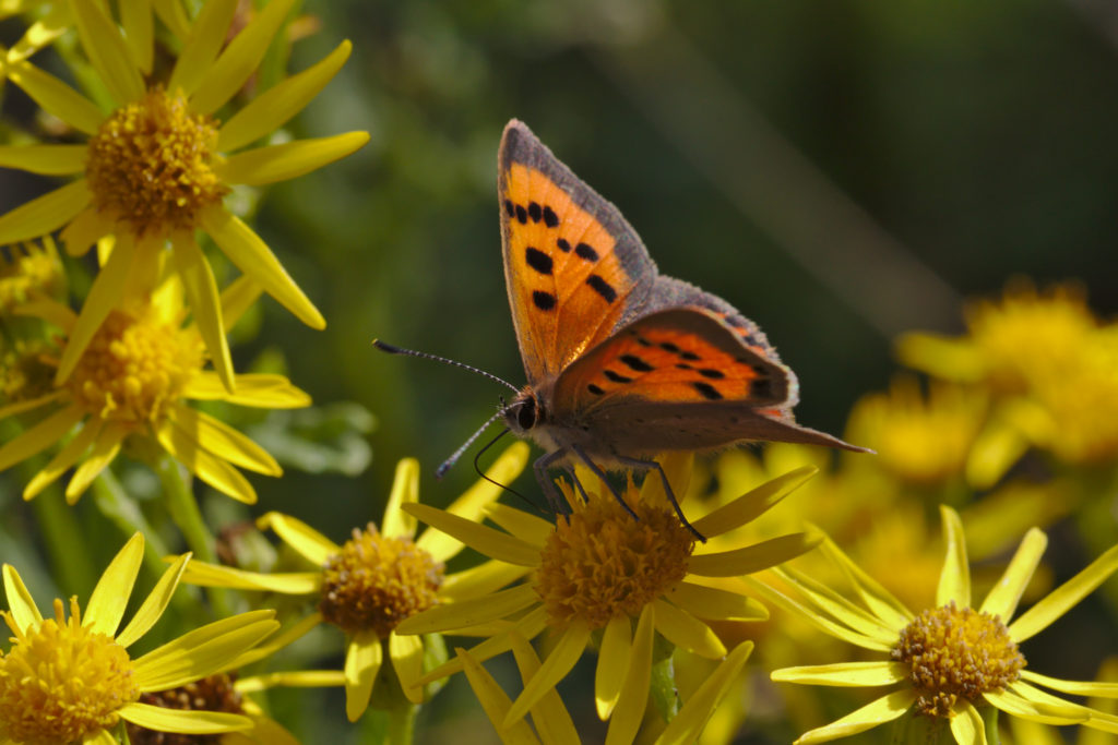 Small Copper