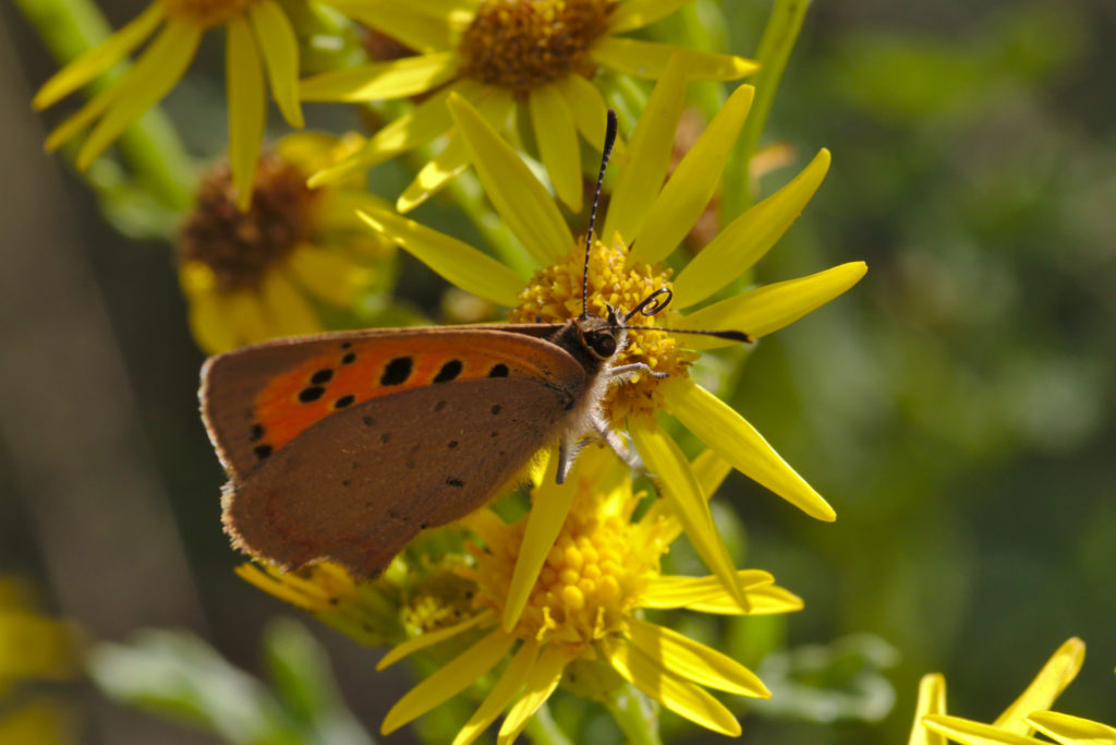 Small Copper