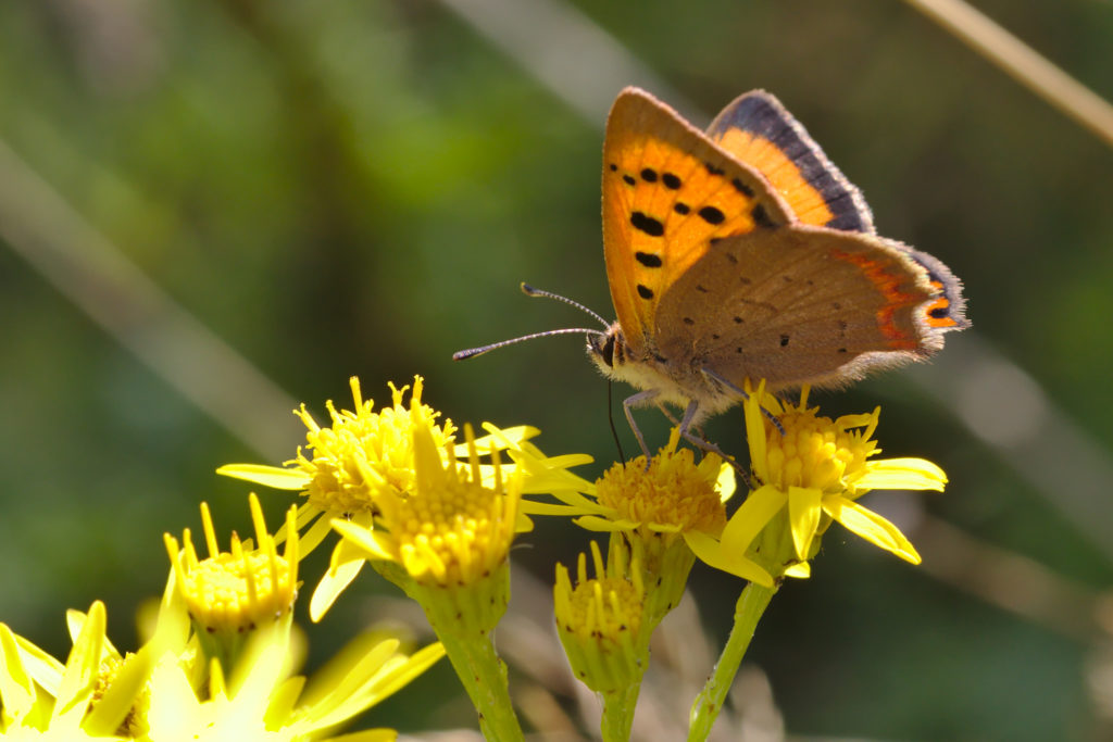 Small Copper