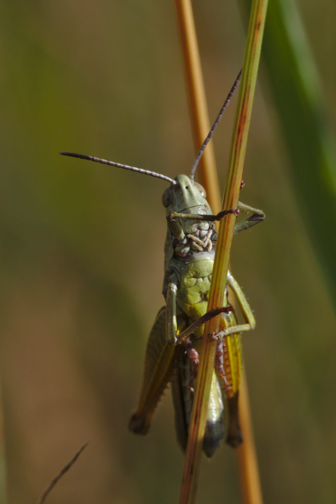 Grasshopper