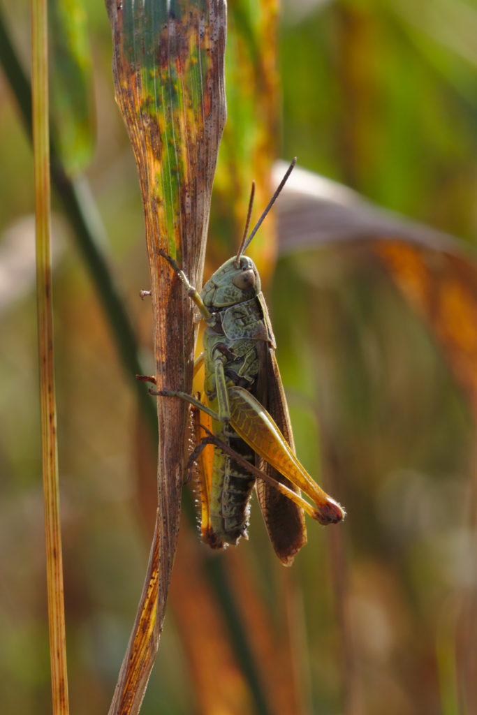 Grasshopper