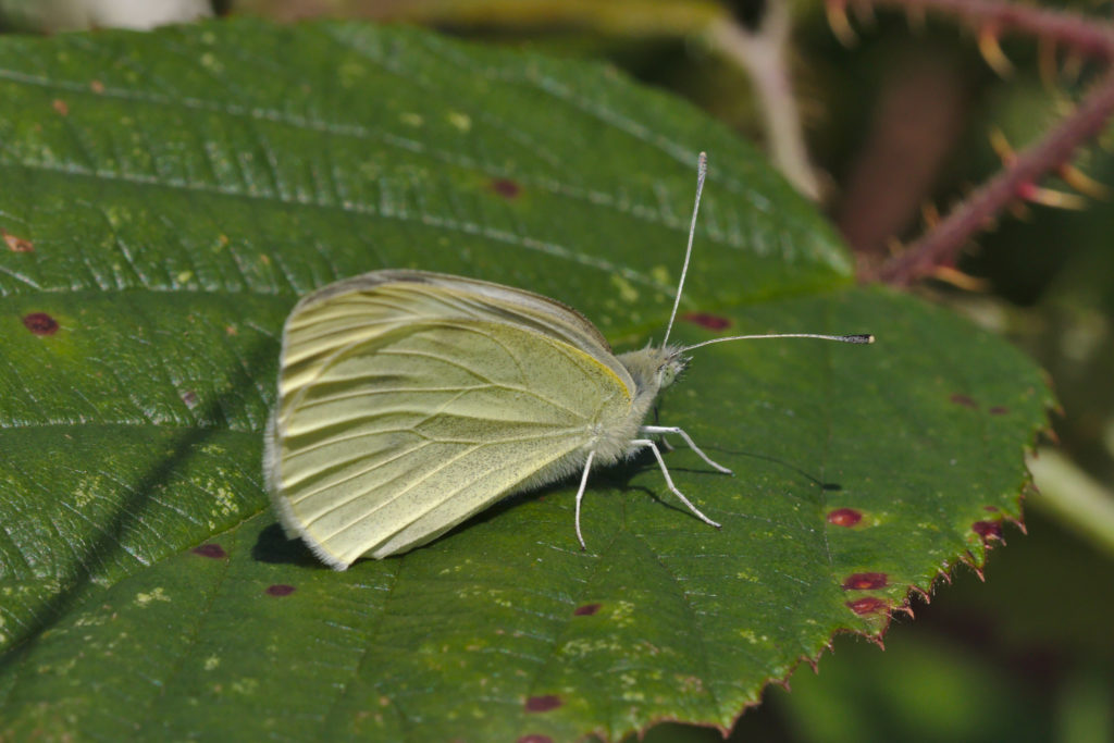 Large White