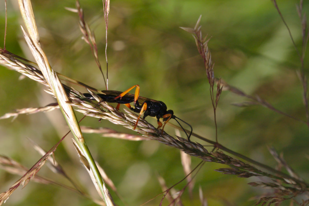 Black wasp with orange legs