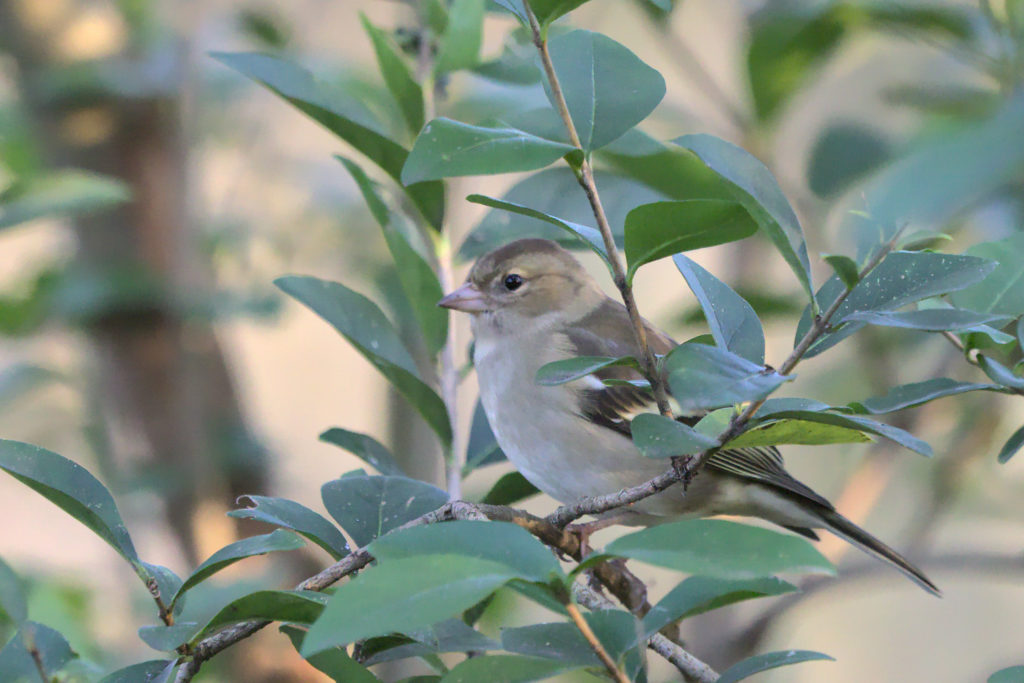 Chaffinch