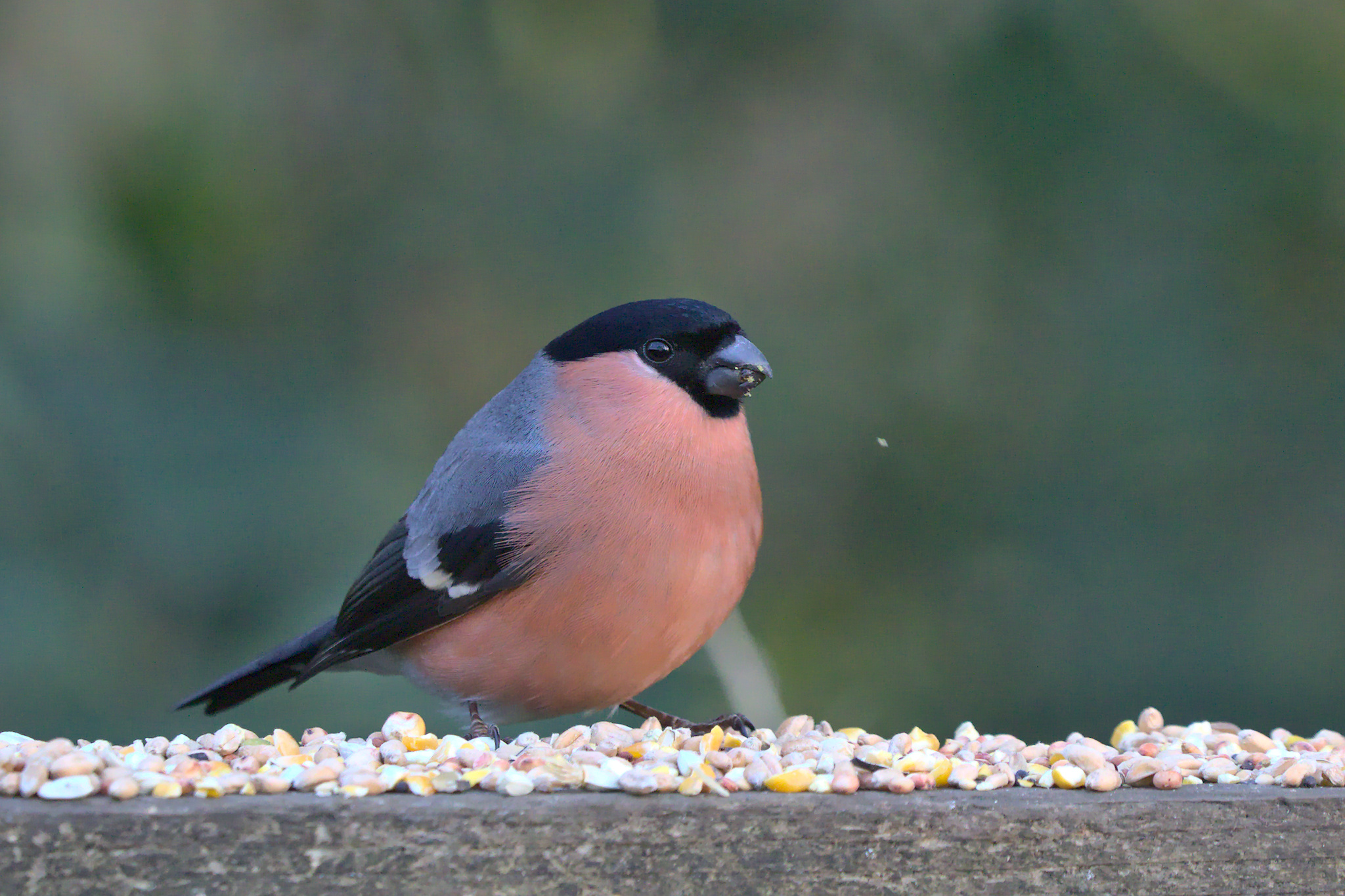 Bullfinch