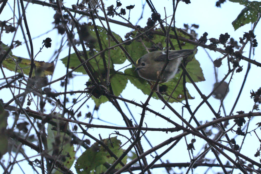 Goldcrest