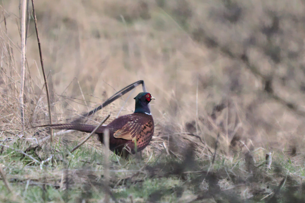 Pheasant