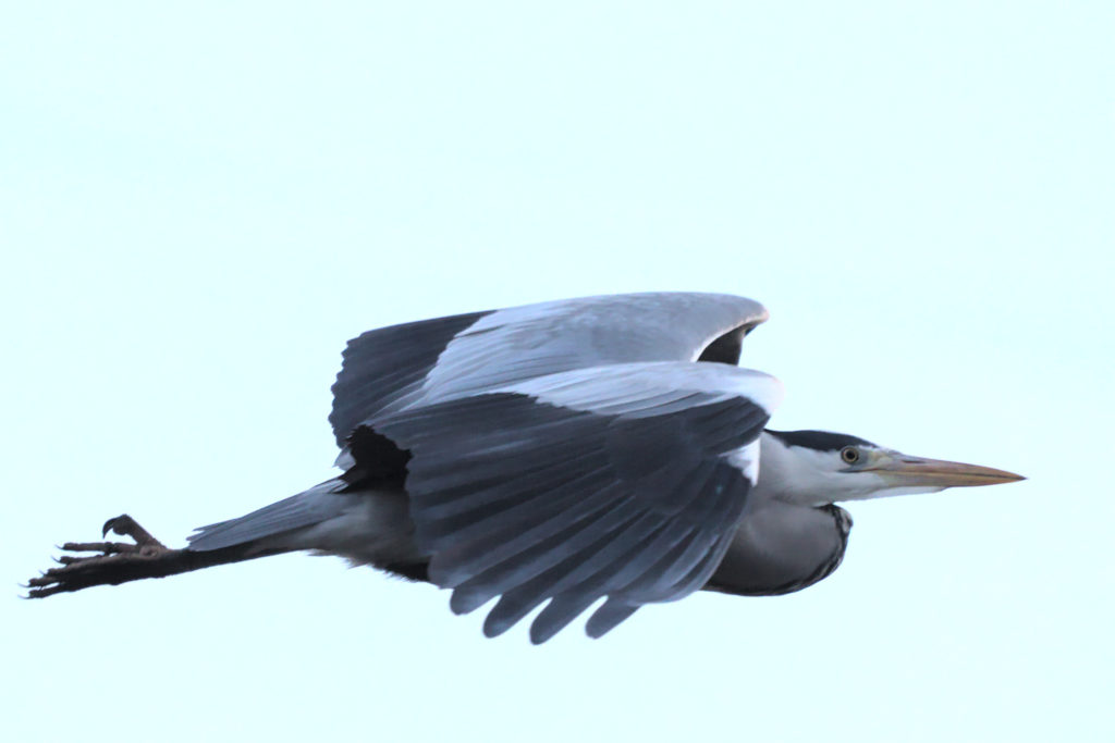 Grey Heron