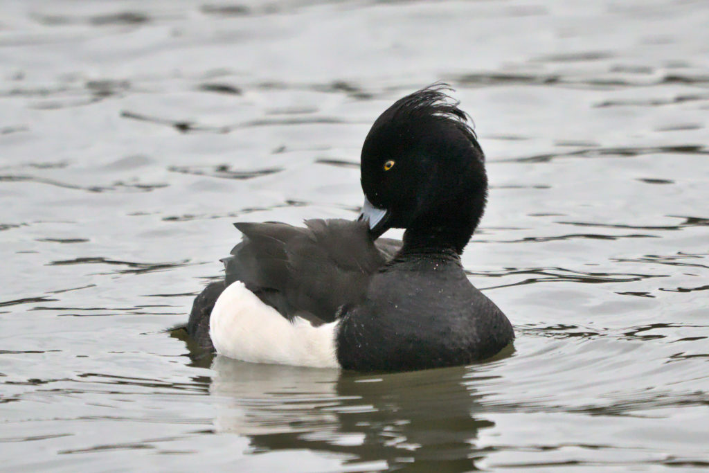 Tufted Duck