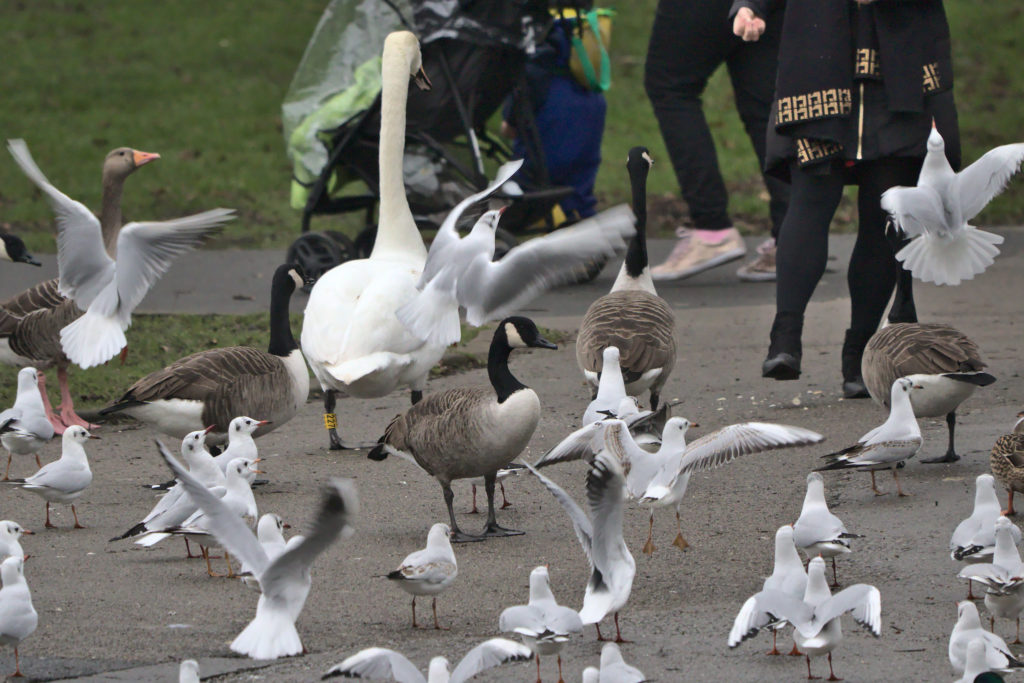 Swans being fed