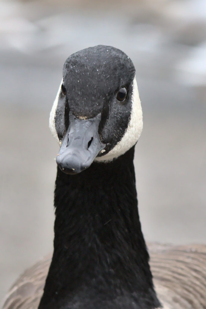 Canada Goose