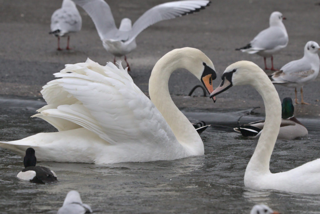 Swans being fed