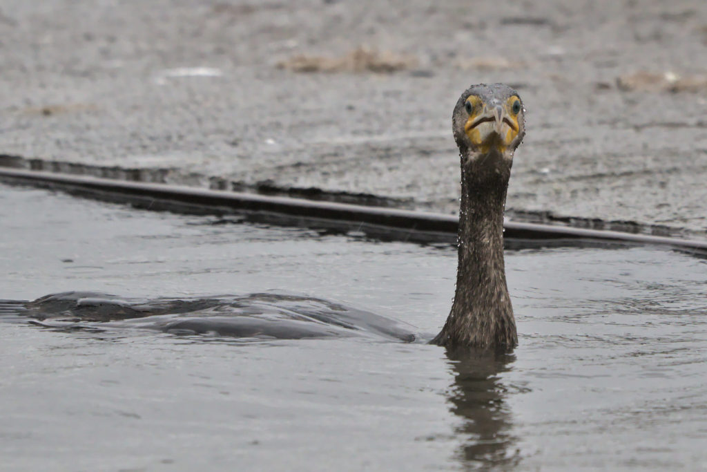 Cormorant