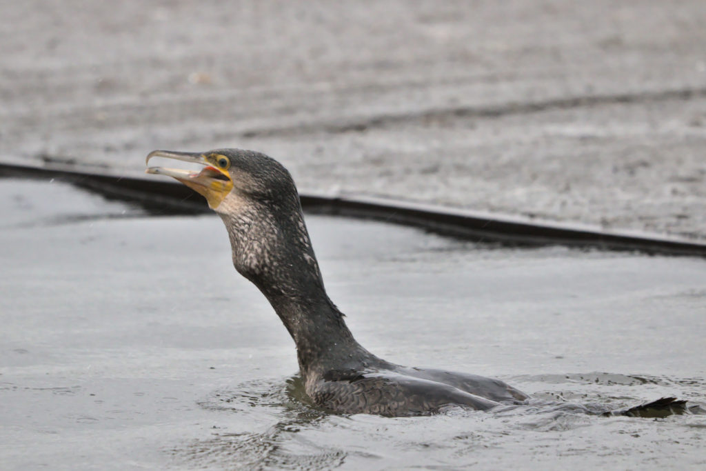 Cormorant swallowing big fish