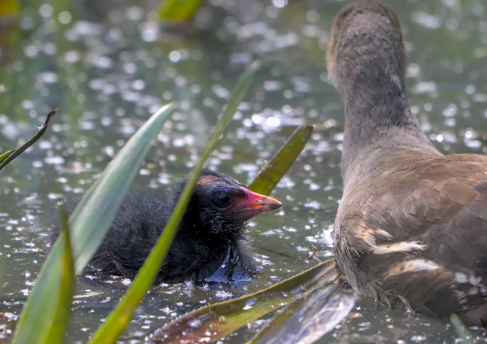 Denso Marston Nature Reserve & Buck Wood