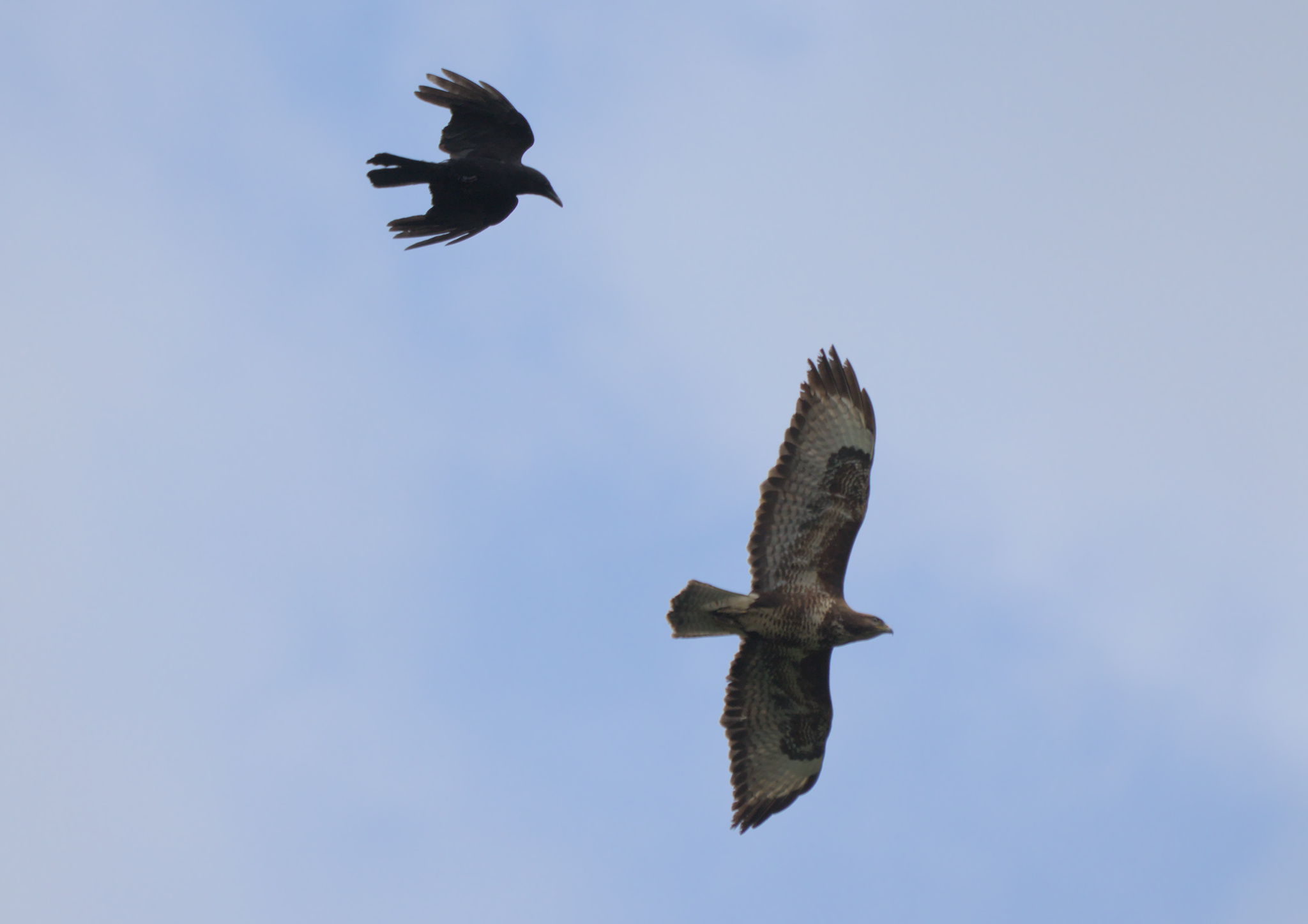 Saturday at Rodley Nature Reserve