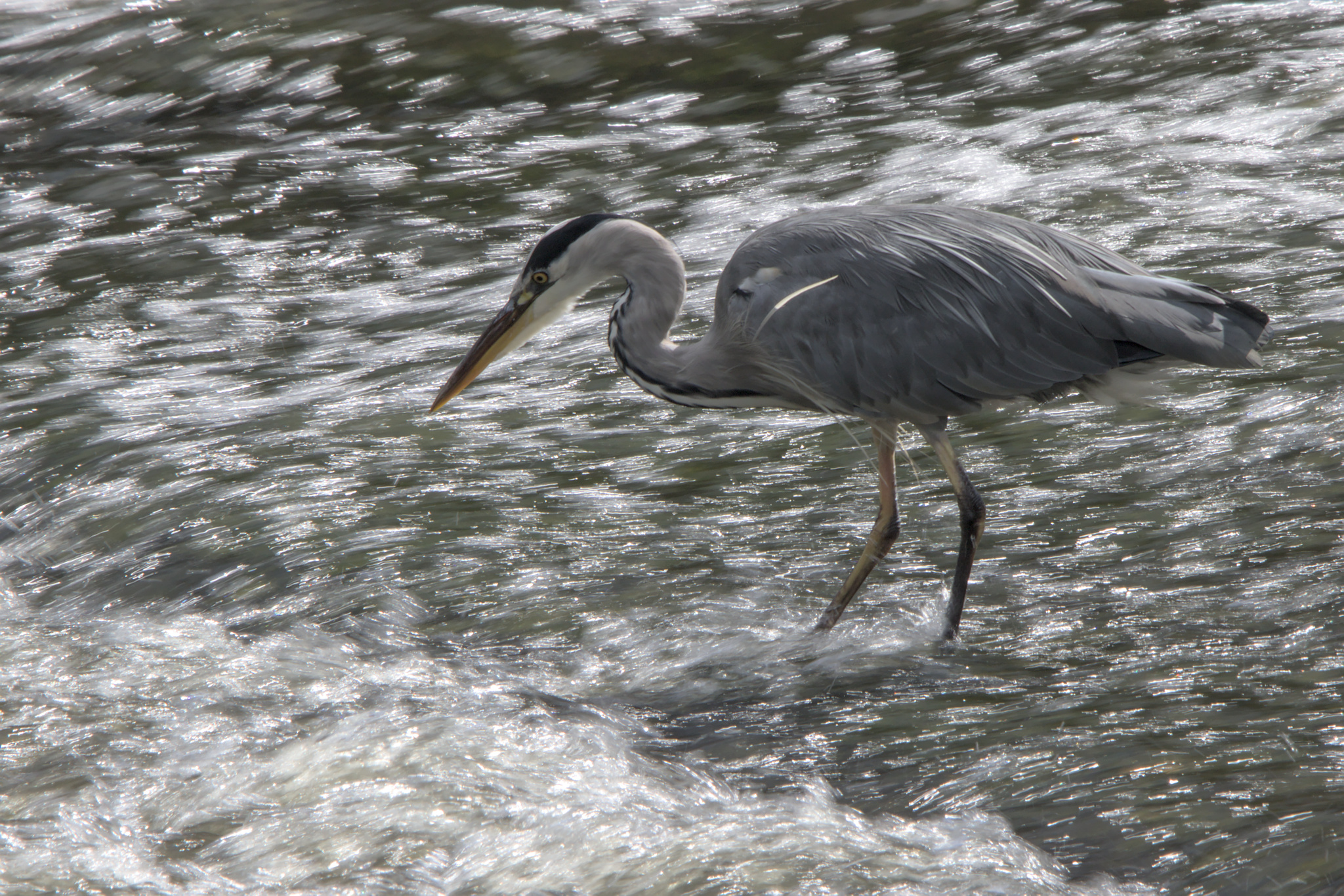 A Few More of a Heron at the Weir