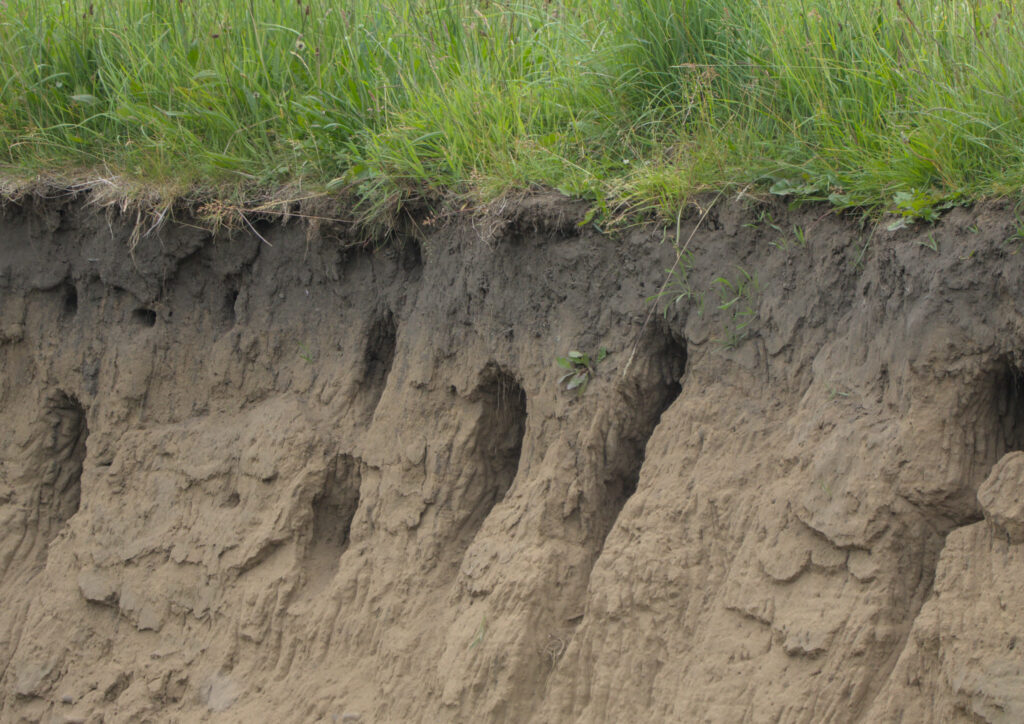 Sand Martin nest holes