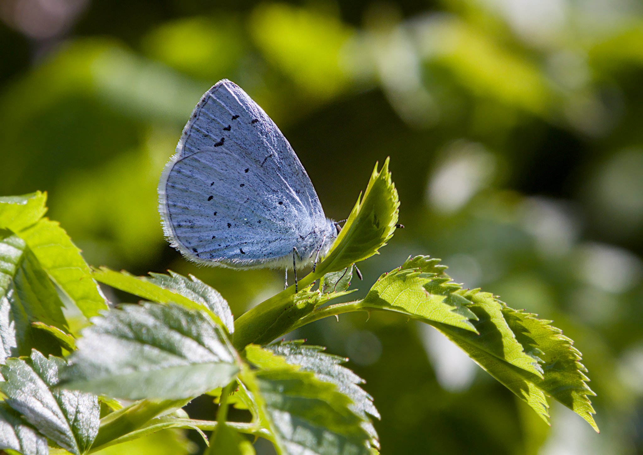 Holly Blue in our Garden