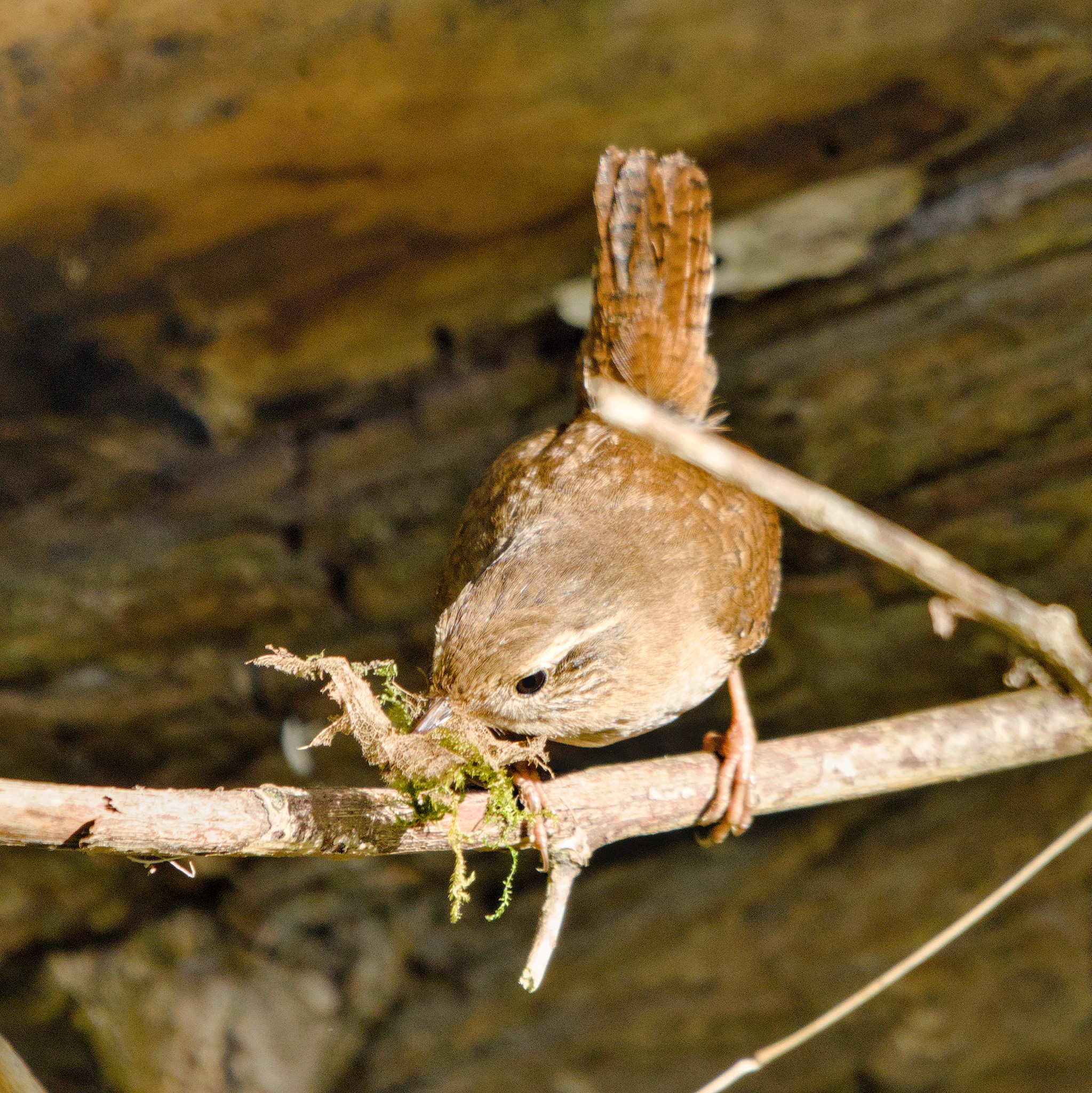 It’s still March, DMNR again