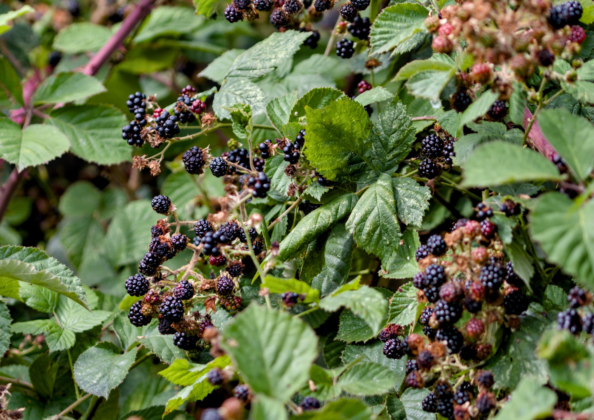 Ben Rhydding Gravel Pits, 26 Aug