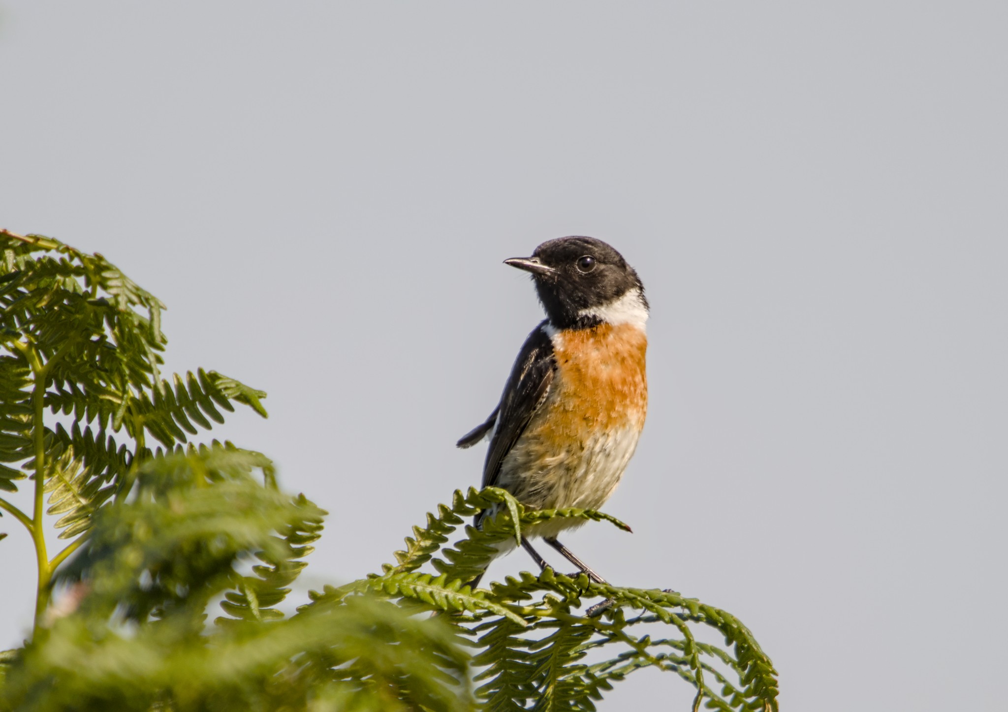 11 Aug on Baildon Moor, Stonechat and Whitethroat