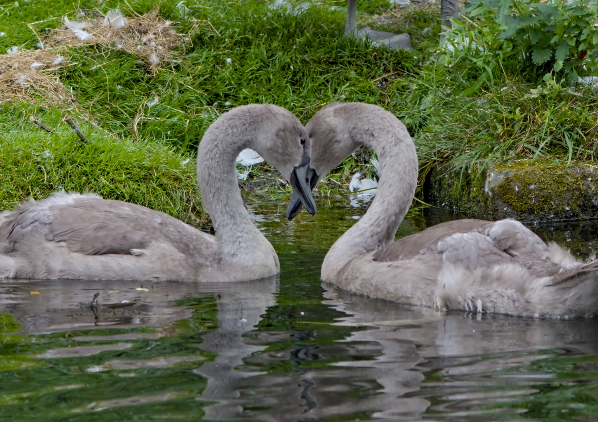 5 Aug along Leeds Liverpool Canal, Dockfield Rd